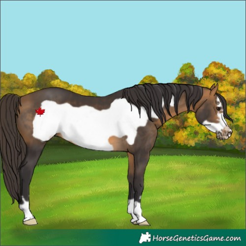 Horse Color:Buckskin Frame