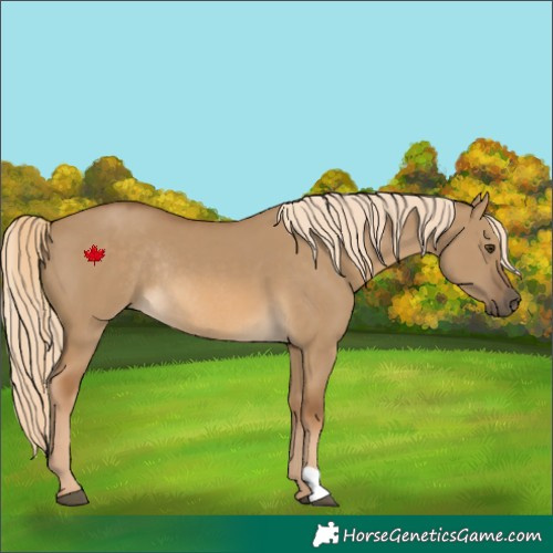 Horse Color:Chocolate Palomino Dun Rabicano 