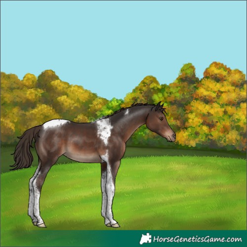 Horse Color:Liver Chestnut Tobiano 