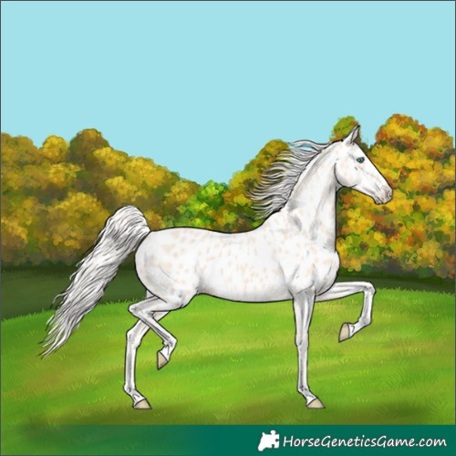 Horse Color:Cremello Appaloosa