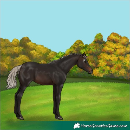 Horse Color:Gray Silver Brown 