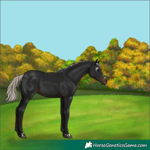 Horse Color:Gray Silver Brown 