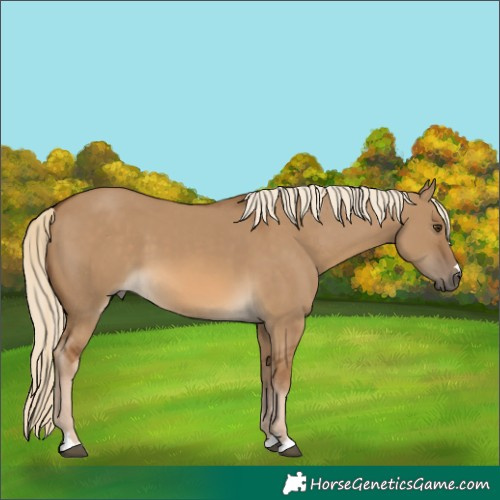 Horse Color:Chocolate Palomino Dun 