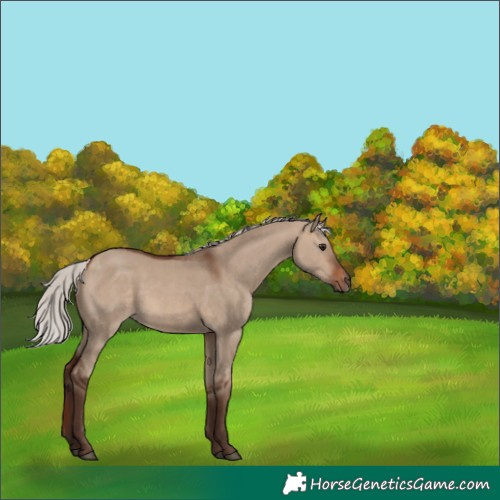 Horse Color:Silver Bay Dun 