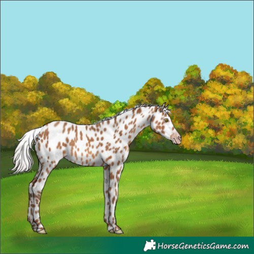 Horse Color:Gray Silver Amber Champagne Leopard 