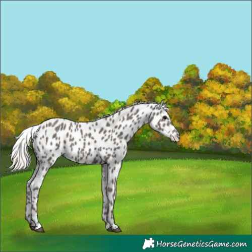 Horse Color:Silver Black Leopard 