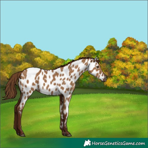 Horse Color:Gray Red Dun Near Leopard 