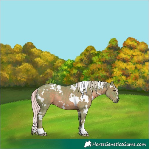 Horse Color:Watercolor White Spotted Silver Black Mushroom Rabicano 