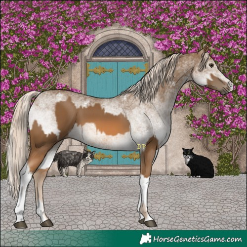 Horse Color:Chocolate Palomino  and White Spotted Chocolate Palomino 