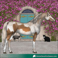 Horse Color:Chocolate Palomino  and White Spotted Chocolate Palomino 