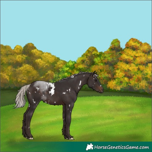 Horse Color:White Spotted Silver Brown 