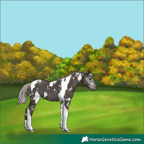 Horse Color:White Spotted Silver Black Tobiano 