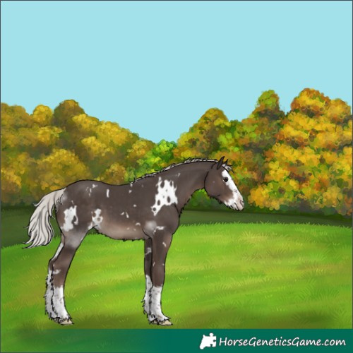 Horse Color:White Spotted Silver Black Splash 