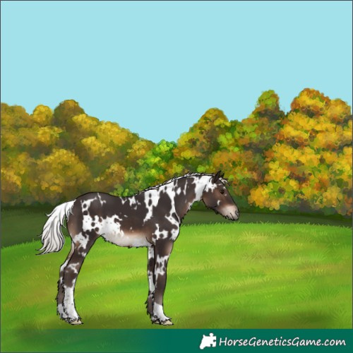 Horse Color:White Spotted Silver Brown 
