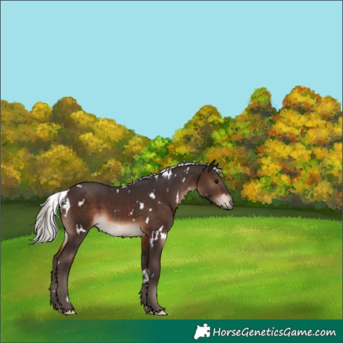 Horse Color:White Spotted Silver Brown 