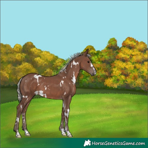 Horse Color:White Spotted Silver Black 