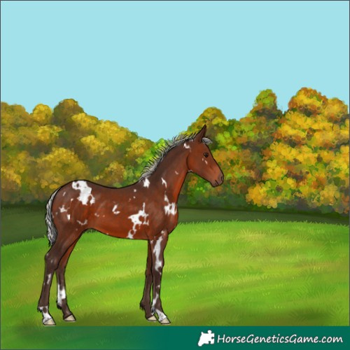 Horse Color:White Spotted Silver Brown 