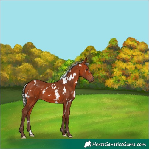 Horse Color:White Spotted Silver Bay 