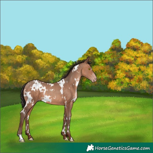 Horse Color:White Spotted Sable Champagne 