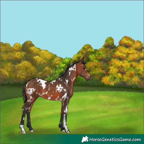 Horse Color:White Spotted Bay 