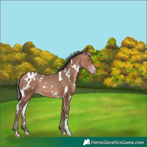 Horse Color:White Spotted Sable Champagne 