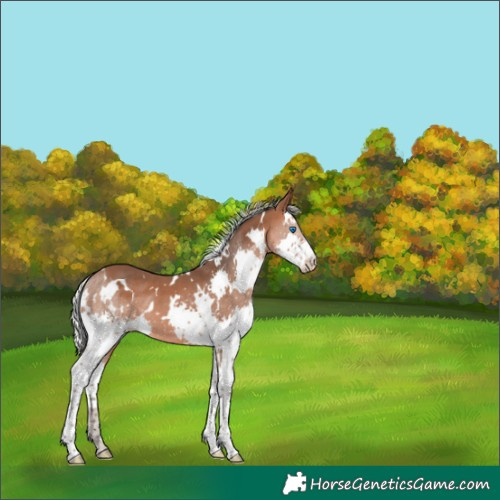 Horse Color:White Spotted Silver Brown Splash 