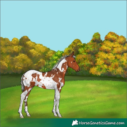 Horse Color:White Spotted Silver Brown Tobiano