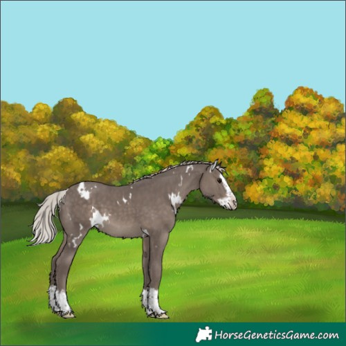 Horse Color:White Spotted Silver Black Splash