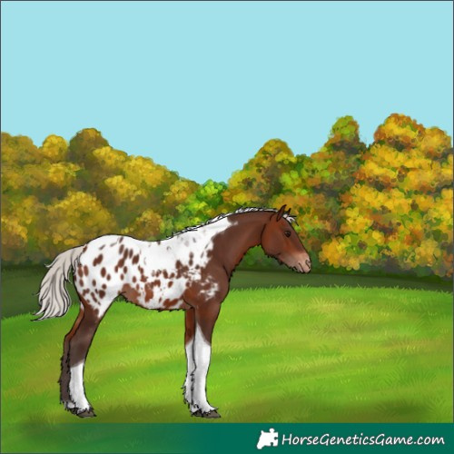 Horse Color:Silver Brown Tobiano Appaloosa