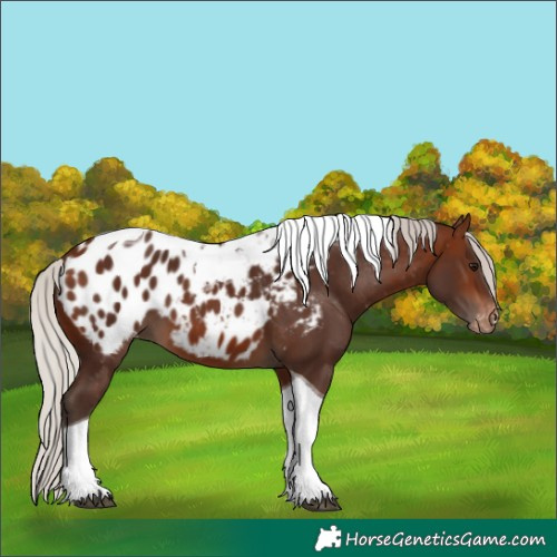 Horse Color:Silver Brown Tobiano Blanket 
