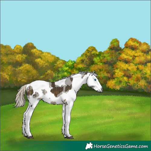 Horse Color:Silver Buckskin Merle Tobiano 