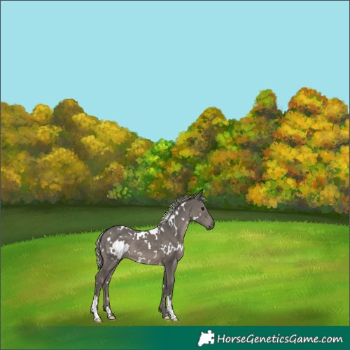 Horse Color:White Spotted Silver Black 
