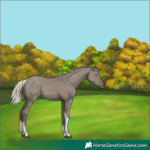 Horse Color:Silver Grullo Tobiano Rabicano