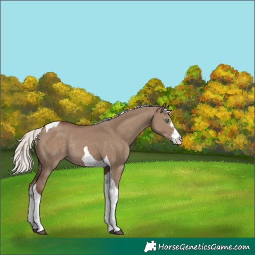 Horse Color:Silver Grullo Sabino Tobiano Rabicano 