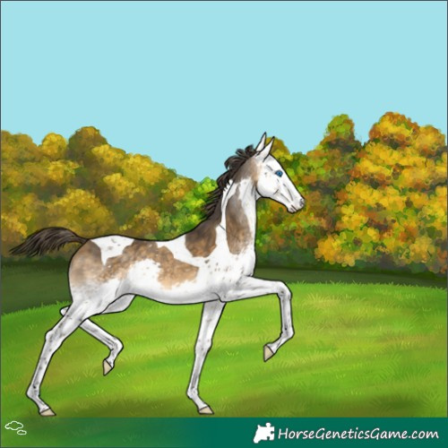 Horse Color:White Spotted Buckskin Splash Tobiano 