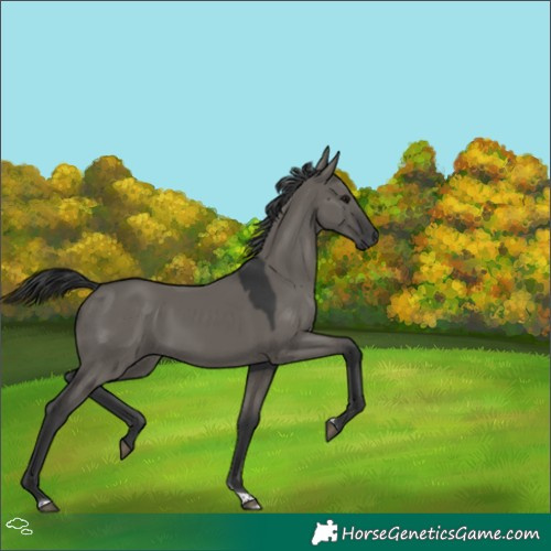 Horse Color:Grullo Tobiano