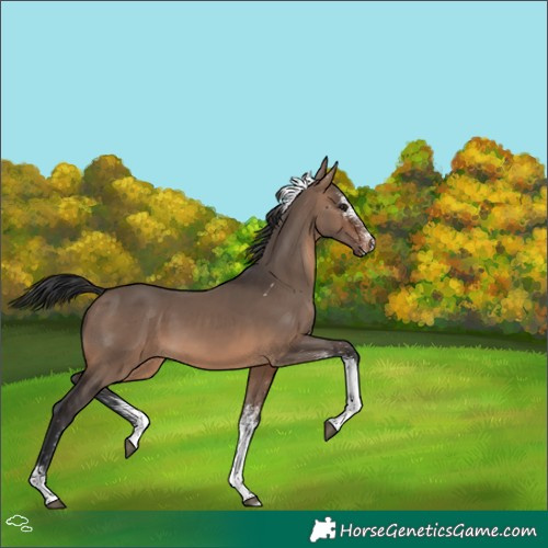 Horse Color:White Spotted Brown Dun Tobiano 
