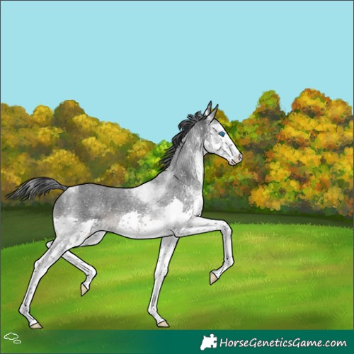 Horse Color:White Spotted Black Splash Tobiano