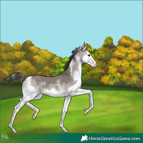 Horse Color:White Spotted Grullo Splash Tobiano 