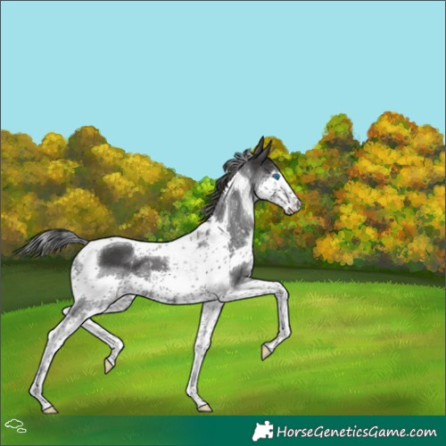 Horse Color:Black Splash Tobiano 