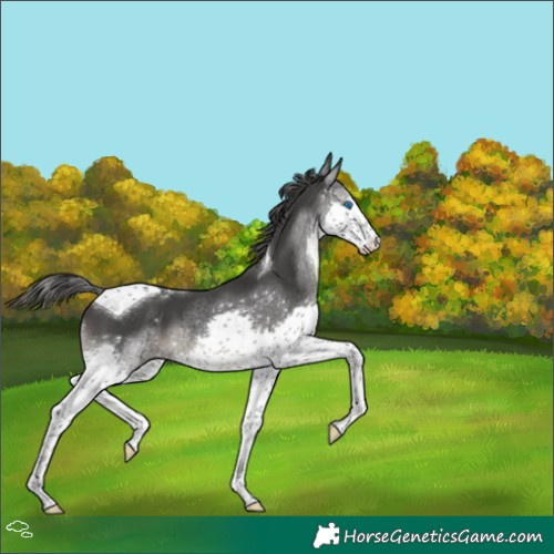 Horse Color:Black Splash Tobiano 