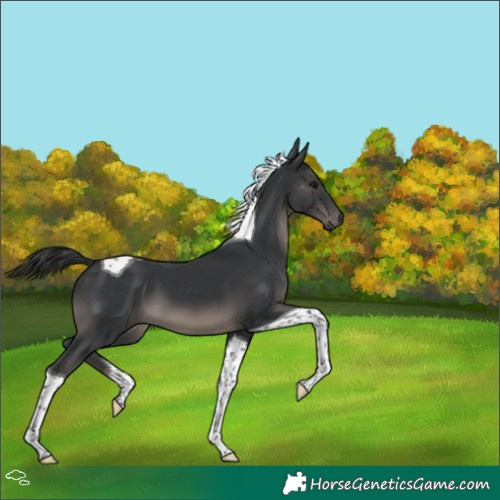 Horse Color:Black Tobiano 