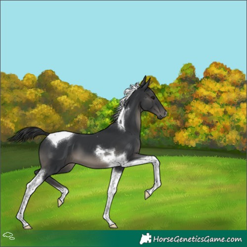 Horse Color:Black Tobiano 