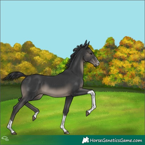 Horse Color:Black Tobiano 