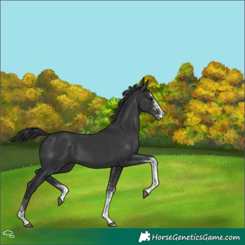 Horse Color:White Spotted Black Tobiano 