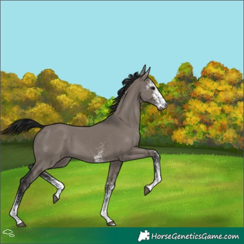 Horse Color:Gray White Spotted Grullo 