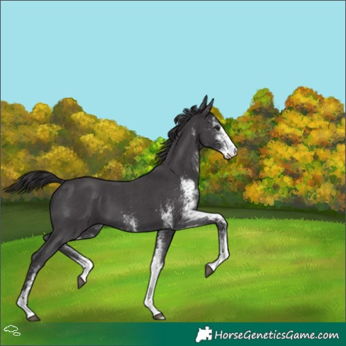 Horse Color:White Spotted Smoky Black