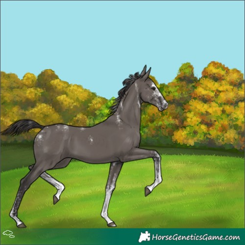 Horse Color:Powder White White Spotted Smoky Grullo 