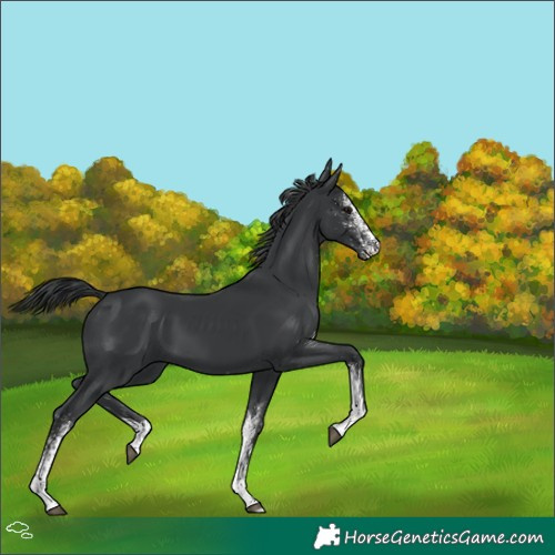 Horse Color:White Spotted Black 