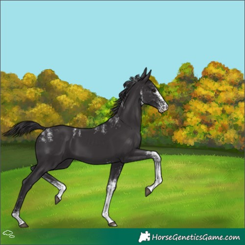 Horse Color:Powder White White Spotted Smoky Black